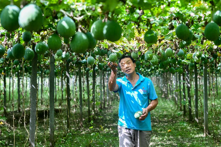 河南罗山：订单式农业帮助群众脱贫致富