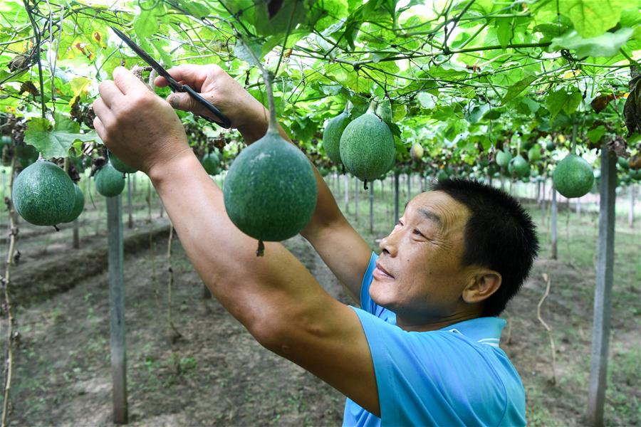 河南罗山：订单式农业帮助群众脱贫致富