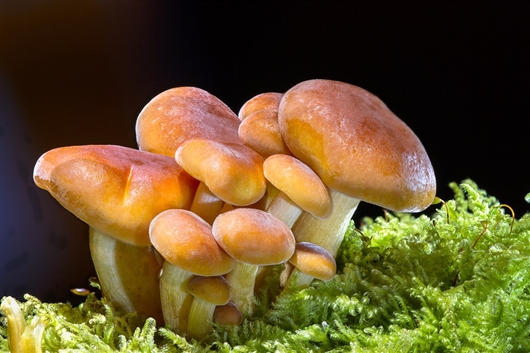 多吃蘑菇少患癌