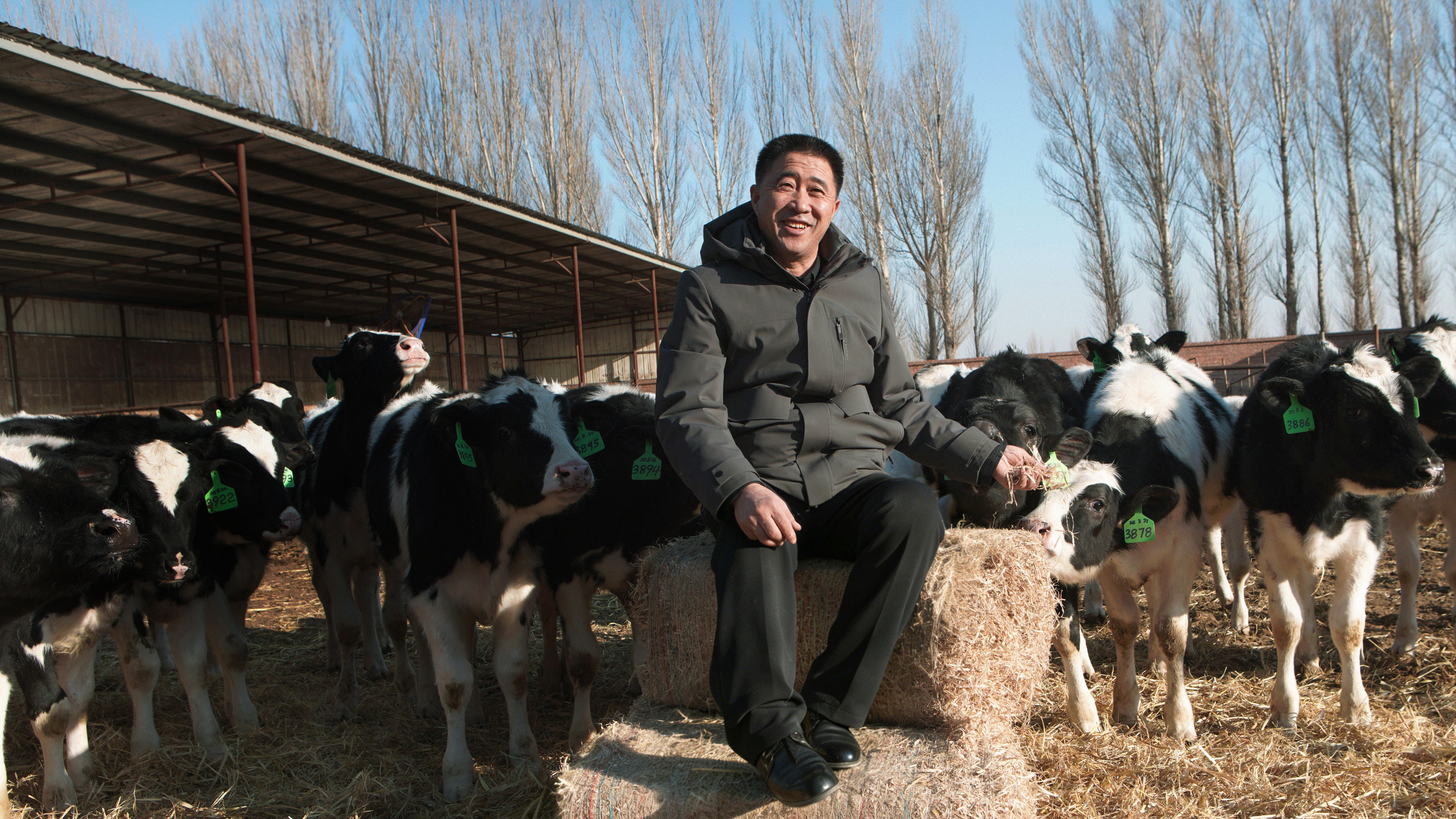 中国新“牛”人｜ 养牛人李树刚：迈过坎儿，走向春天