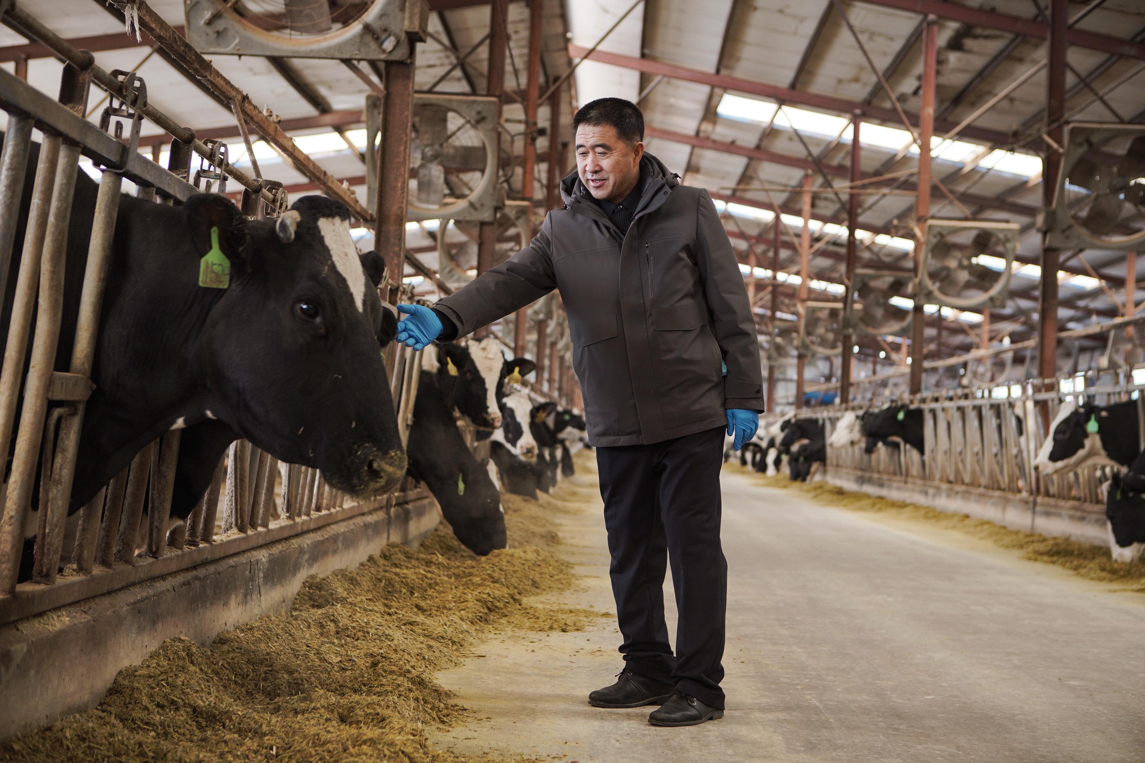 中国新“牛”人｜ 养牛人李树刚：迈过坎儿，走向春天