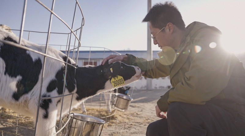 中国新“牛”人｜养牛人周瑞尧：金融“海归”养牛养出大成就