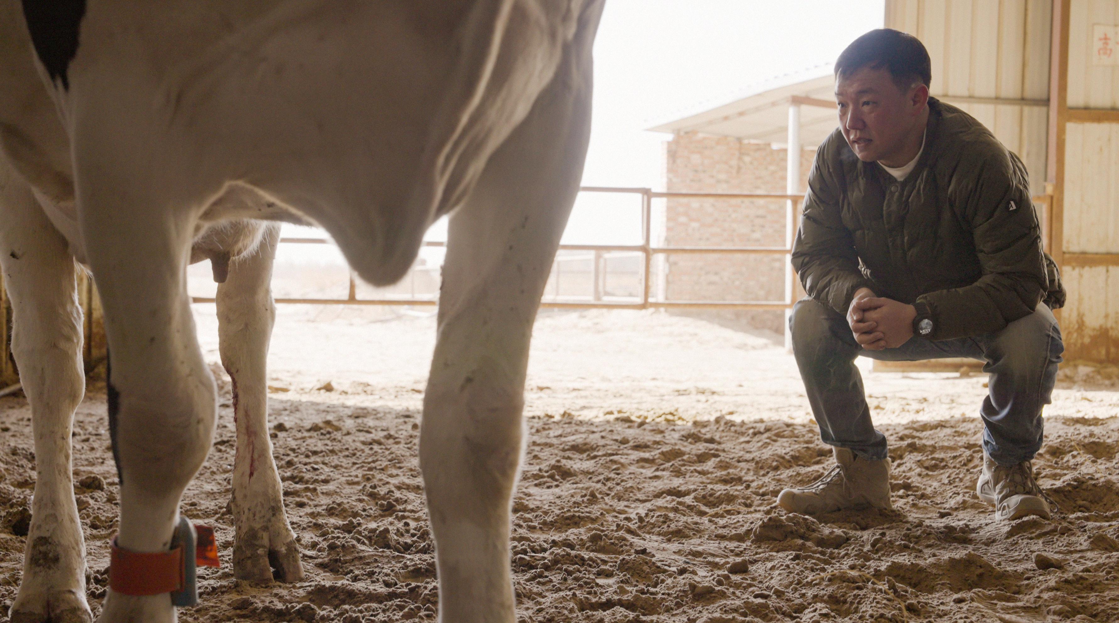 中国新“牛”人｜养牛人付冰：在中国好牧场孕育世界级好奶